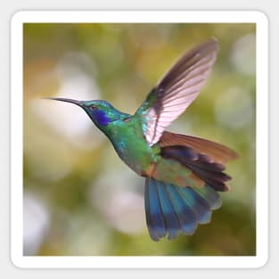 Green Violetear Hummingbird Sticker